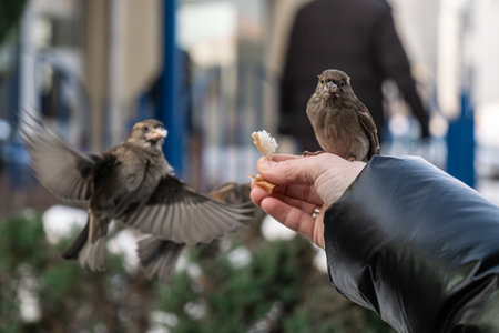 Sparrows take food from a man's hand. Caring for, feeding the birds.の写真素材