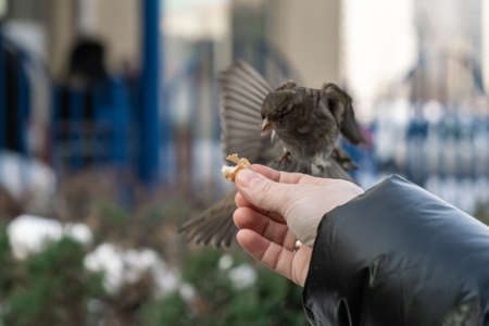 Sparrows sit in the car and beg for food. The woman feeds them from her hands.の写真素材