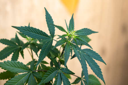 Young marijuana plant, cannabis. Leaves with buds beginning to bloom. medical marijuana.