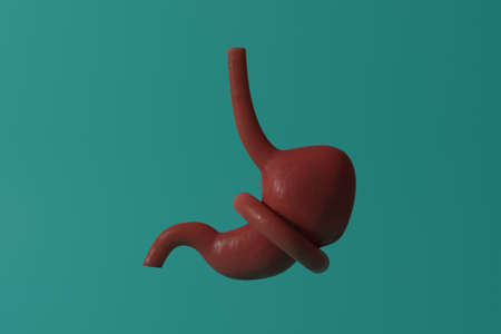 Diet, food restriction concept. Constricted stomach. human anatomy. 3D rendering.