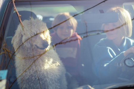 Road trip with a dog. A woman is driving a car and a large dog, a royal poodle, is in the passenger seat. View from behind the windshield with glare from the sky.の写真素材