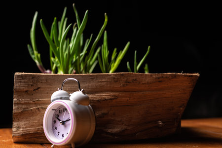 Fast growing of green onions at home. Green onions in wooden box and alarm clock on black background.の写真素材
