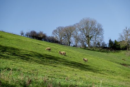 Sheep Graze on the Green Meadow. Countryside in France.の写真素材