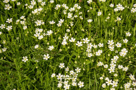 White wild flowers in green grass. natural background.