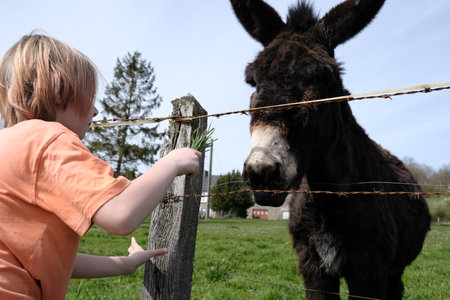 A young boy near a donkey behind a barbed wire. Interaction between child and animal.の写真素材