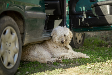 The dog is resting under the car on the green grass. A large dog, a royal poodle, lies on the ground...