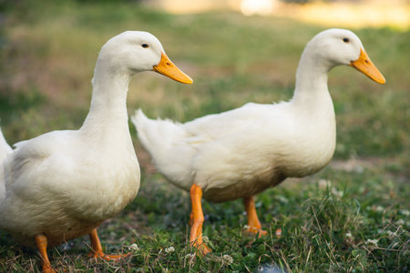 Two white geese standing on green grass. Poultry, breeding geese. Rural background.の写真素材