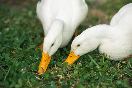 Two geese graze on the green grass close-up. Breeding of geese, free-range poultry.の写真素材