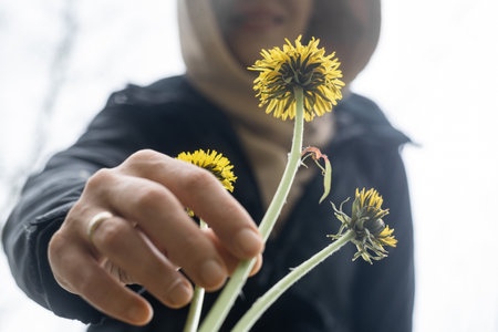 A woman picks a yellow dandelion. bottom view.の写真素材