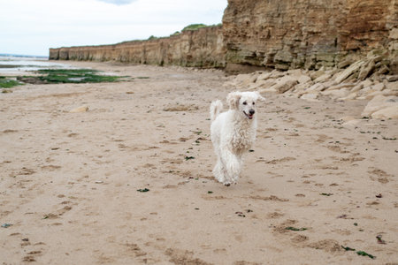 Exuberant poodle running on a beach with cliffside in the background.の写真素材
