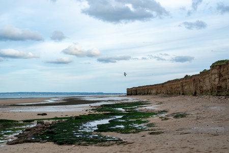 A lone seagull soars above a tranquil beach with green algae-covered rocks and distant cliffs under a cloudy sky.の写真素材