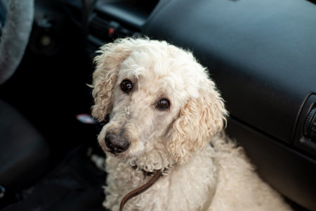 Gentle white poodle sitting as a passenger in a car, with a curious and calm expression, safe travel with pets concept.の写真素材