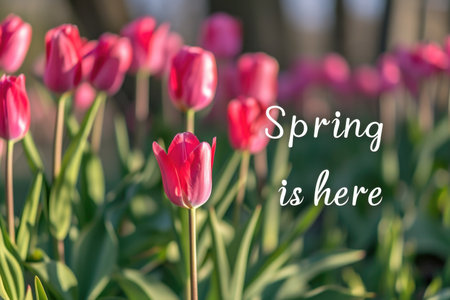 A stunning expansion of pink tulips illuminated by a soft, warm light, accompanied by the graceful script that reads "Spring is here."の素材