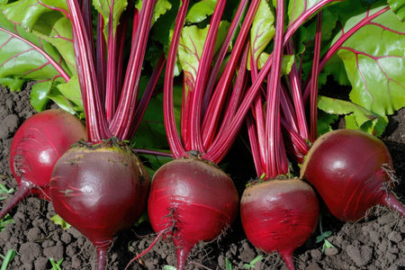 Group of juicy red radishes growing in a vibrant garden bed, soaking up the sun and flourishing.の素材