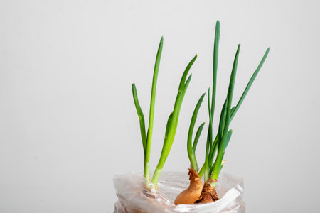 A bunch of green onions are growing in a plastic bag