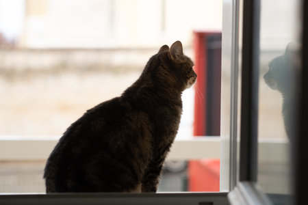 A cat is sitting on a window sill looking out the window. The cat is looking at something outside, but it is not clear what it isの写真素材