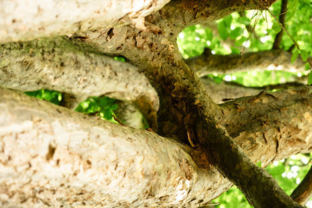 Abstract Close-up of Tree Branches with Green Leaves in Sunlight.