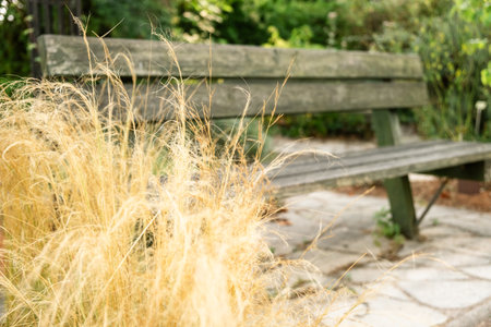 Rustic Wooden Bench in Tranquil Garden Setting with Dried Grass and Pathway.