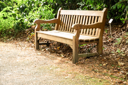 Wooden Bench in a Peaceful Forest Setting with Lush Greenery and Natural Path.