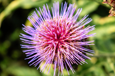 Close-Up of a Vibrant Purple Flower in Natural Garden Setting.