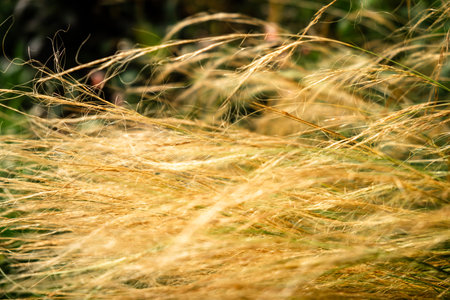 Close-Up of Golden Tall Grass Blowing in the Wind on a Sunny Day in Nature.の写真素材