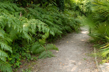Serene Pathway through Lush Greenery in a Tropical Garden Setting.の写真素材