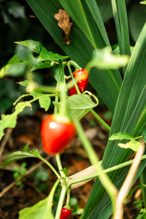 Ripe Red Peppers Growing on a Plant in a Garden.の写真素材