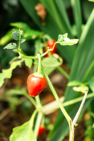 Vibrant Red Bell Pepper Growing on Plant Outdoors in a Garden.の写真素材