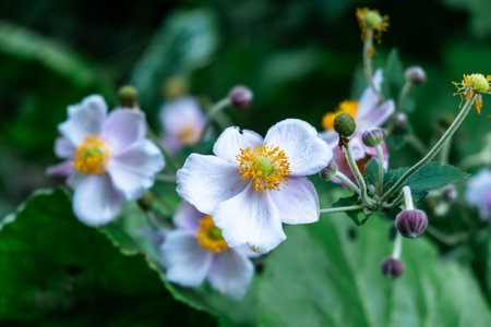 Close-Up of White and Pink Flowers with Yellow Centers in a Lush Green Garden Setting.