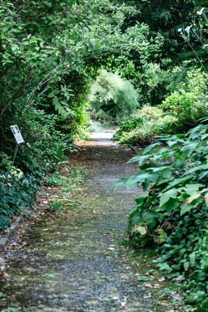 Serene Garden Path Surrounded by Lush Greenery and Foliage.の写真素材