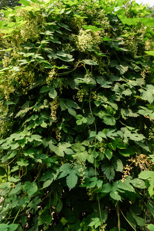 Lush Green Foliage with Dense Climbing Vines and Blossoms in Natural Garden.