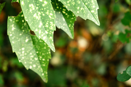 Close-Up of Variegated Green Leaves with Light Spots Against a Blurred Natural Background.の写真素材