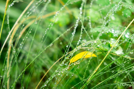 Dew-Kissed Grass in a Lush Green Meadow with Highlighted Yellow Leaf.の写真素材