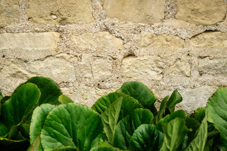 Lush Greenery Against Rustic Stone Wall - Nature and Architecture Fusion.の写真素材