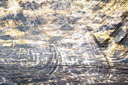 Close-up of Tree Bark Texture Showing Natural Patterns and Colors.の写真素材