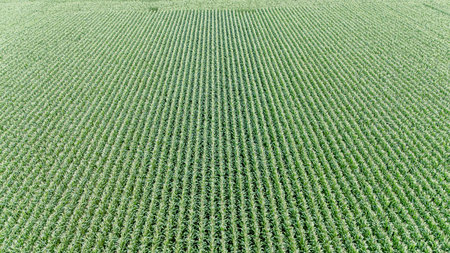 Lush green cornfield aerial view with symmetrical rows.