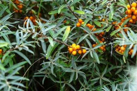 Sea buckthorn shrubs with orange berries in lush green foliage.