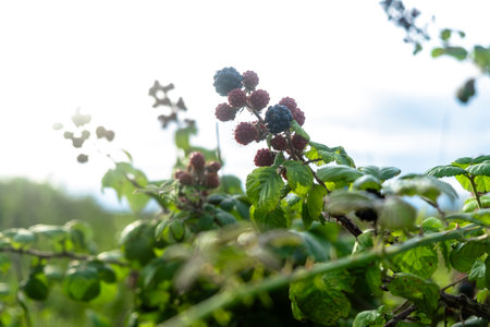 Ripening blackberries on lush green bush in sunny countryside setting.