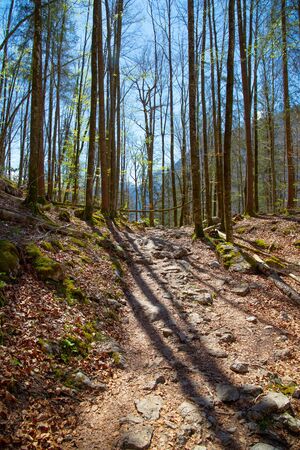 Forest around KÃ¶nigsee lake in Germanyの写真素材