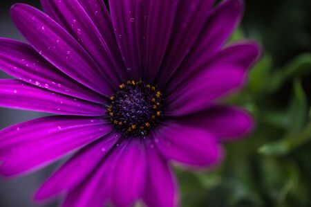 Purple macro flowerの写真素材