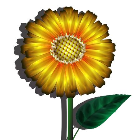 yellow flower on a white backgroundのイラスト素材