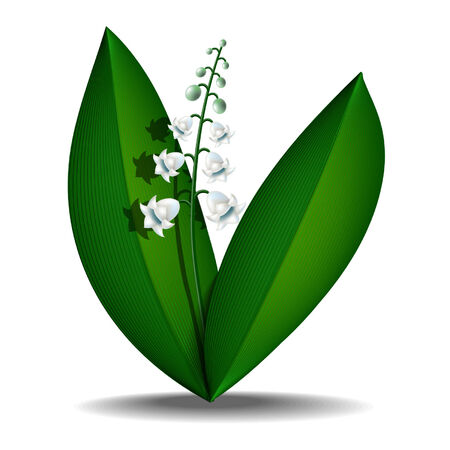 spring lilies of the valley on a white backgroundのイラスト素材