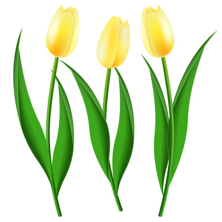three yellow tulips on a white backgroundのイラスト素材