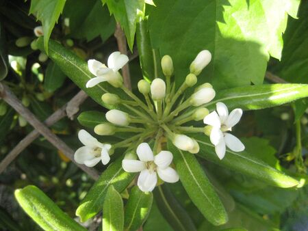 white flowers on a green backgroundの写真素材
