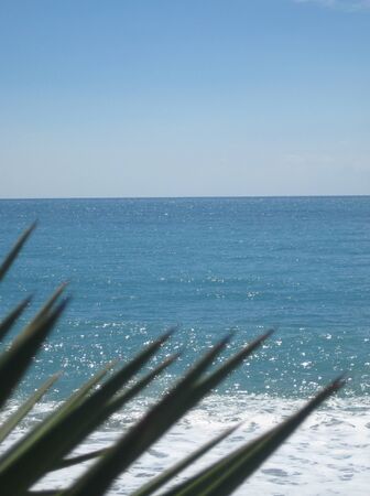 green palm tree against the blue seaの写真素材