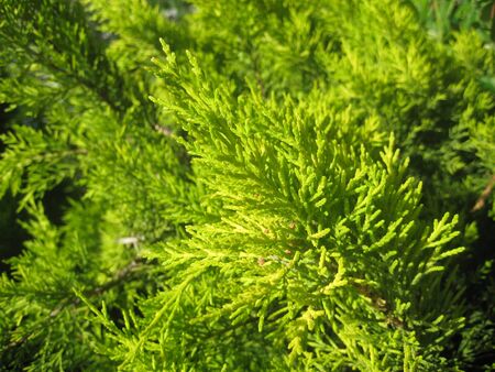 green needles on a green backgroundの写真素材