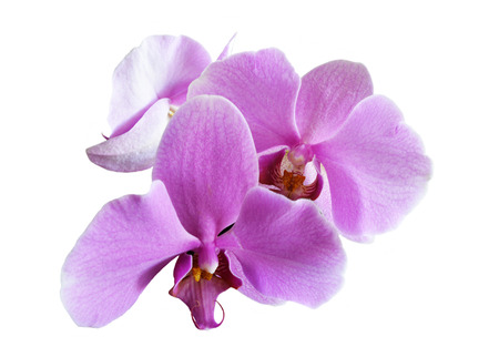 pink orchids on a white backgroundの写真素材