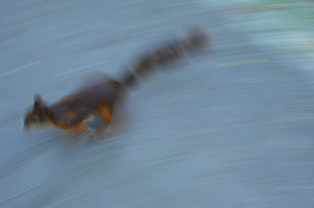 the red squirrel runs in parkの写真素材