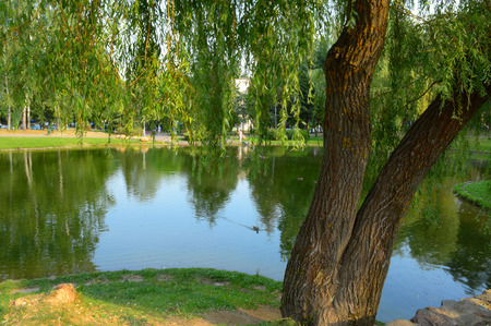 big pond and weeping willow in parkの写真素材