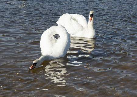white swans swim on the lakeの写真素材